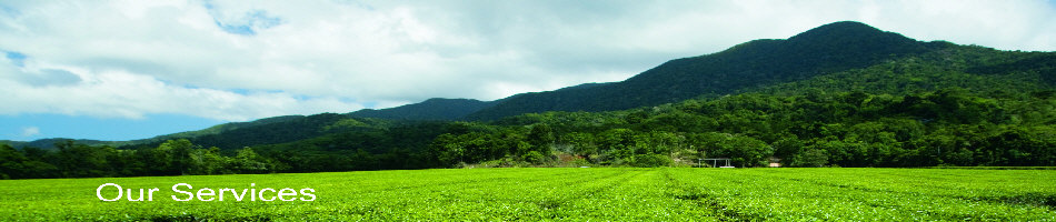 Tea Plantation Mareeba